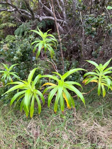 Plantainleaf Dubautia (subsp. humilis) — photo by Kai Garcia-Tobar