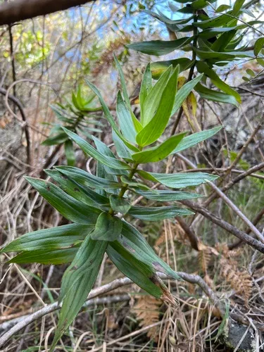Cinderslope Dubautia