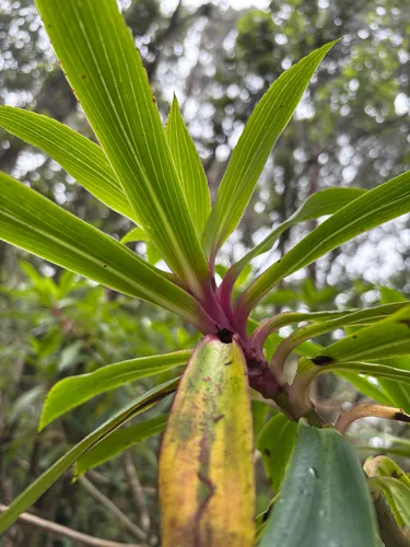Na'ena'e 'ula — photo by gmoriondo