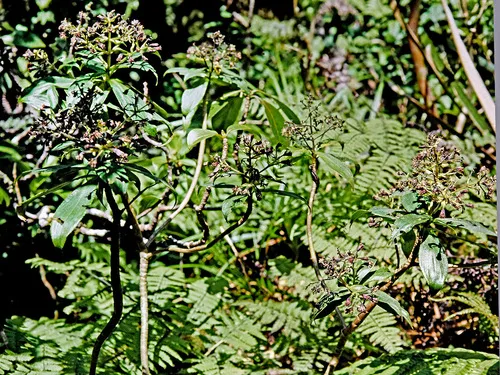Wahiawa Dubautia — photo by Gerry Carr
