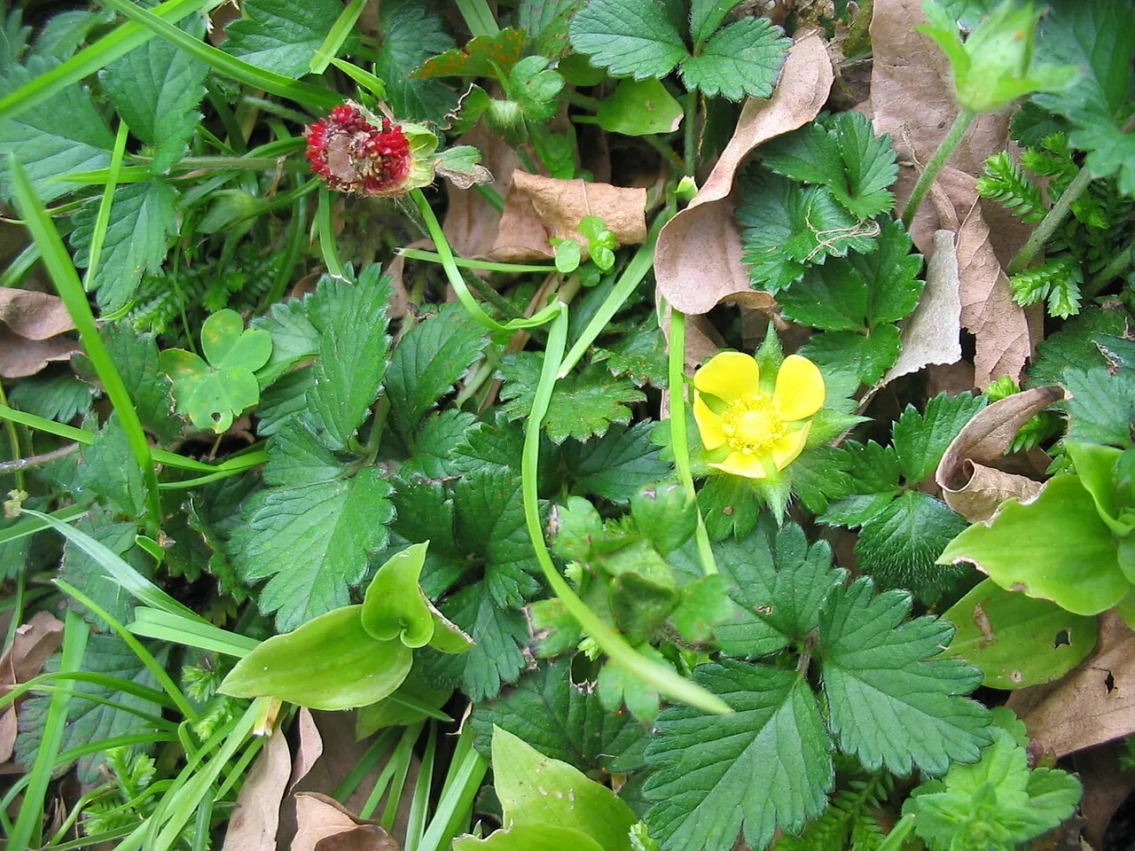 Indian Strawberry — photo by Ixitixel