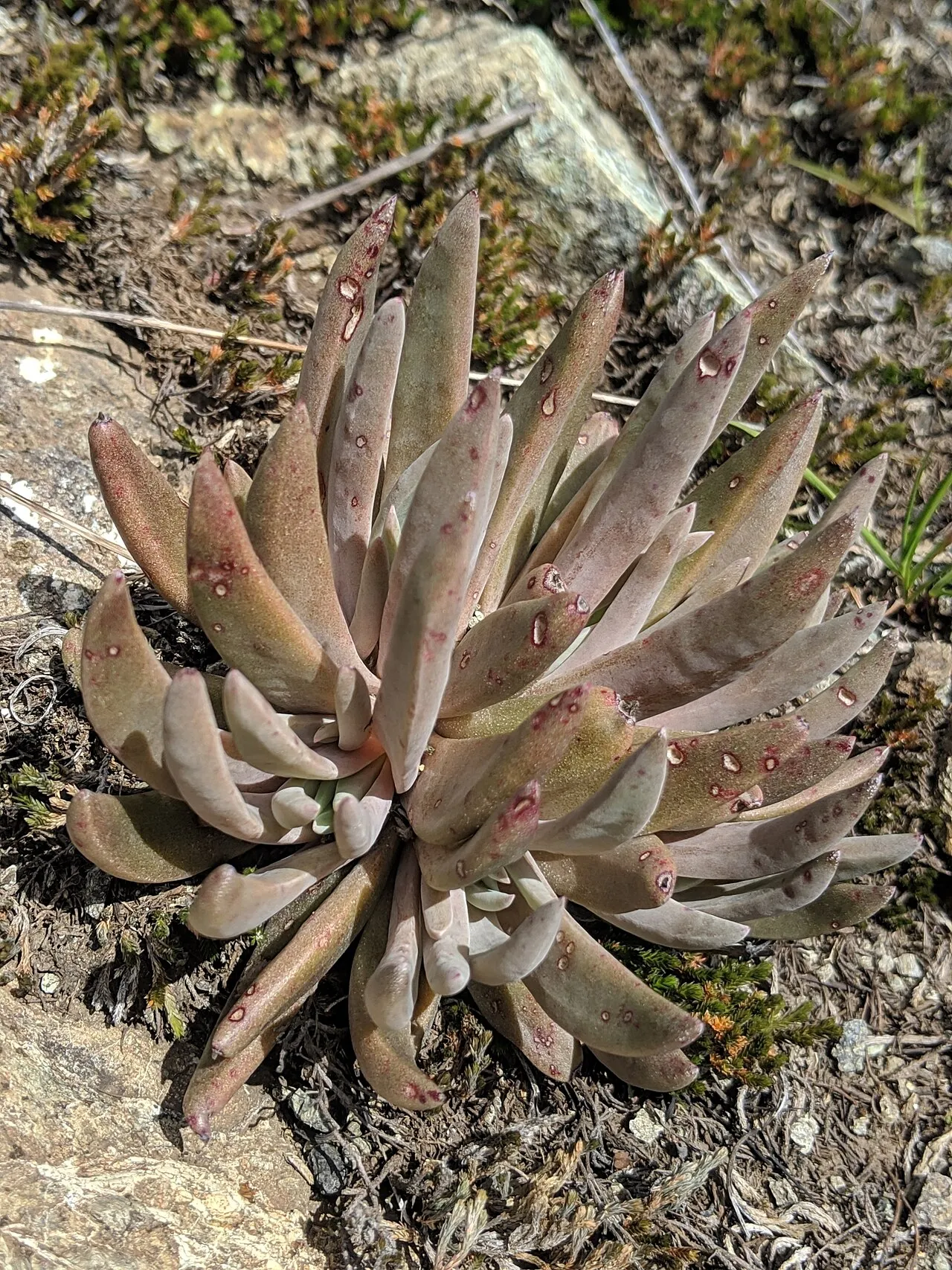 San Luis Obispo Dudleya (subsp. murina) — photo by Alex Heyman