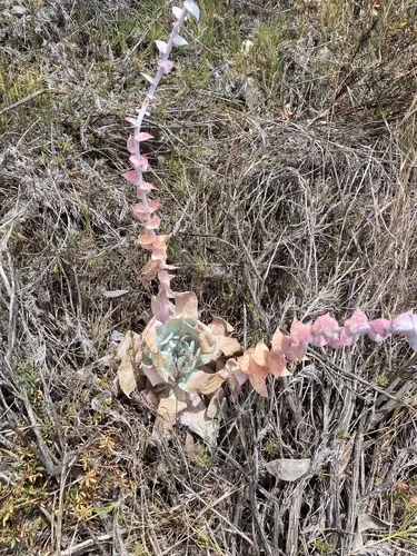 Chalk Dudleya