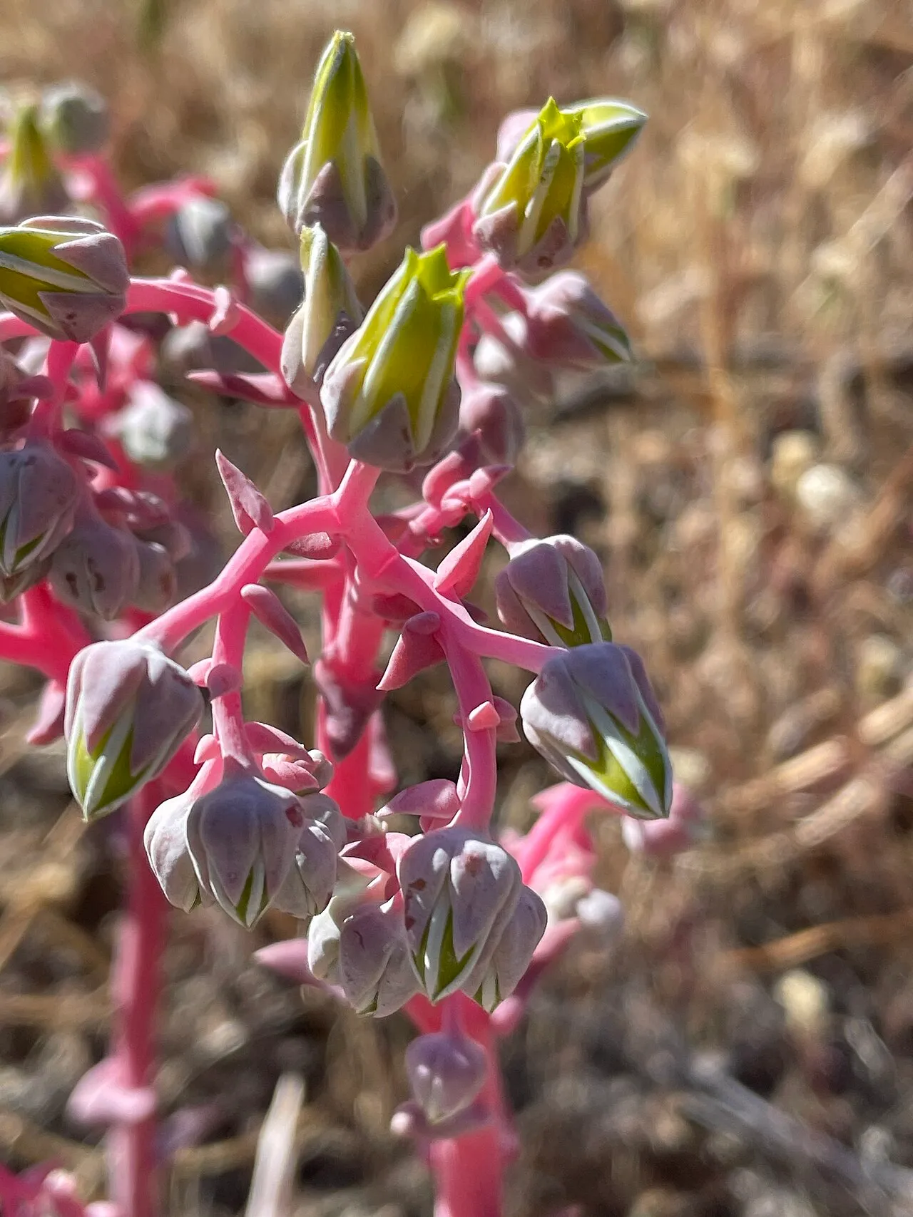Panamint Liveforever (subsp. aloides) — photo by Irene
