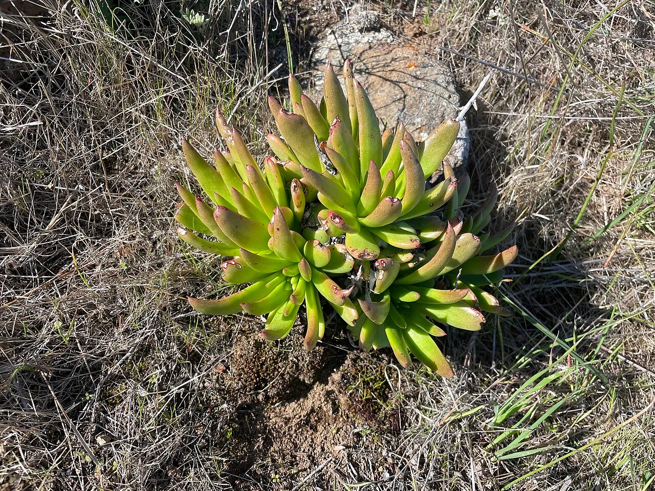 Bright Green Dudleya (subsp. virens) — photo by (c) Sula Vanderplank, some rights reserved (CC BY)