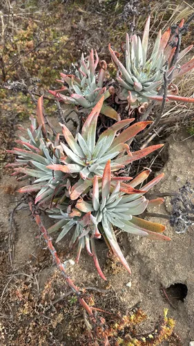 Bright Green Dudleya — photo by aidenbarrett