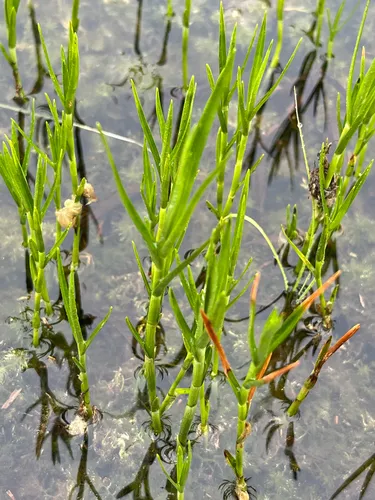 Three-way Sedge — photo by chris_syrett