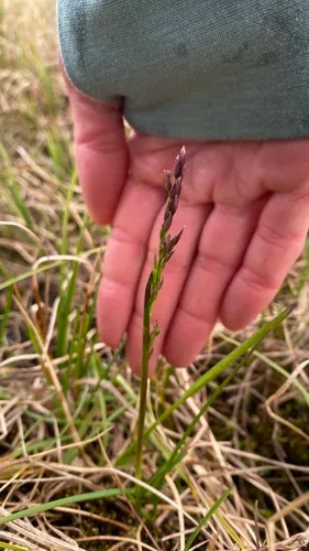 Fisher's Tundragrass — photo by James Seale