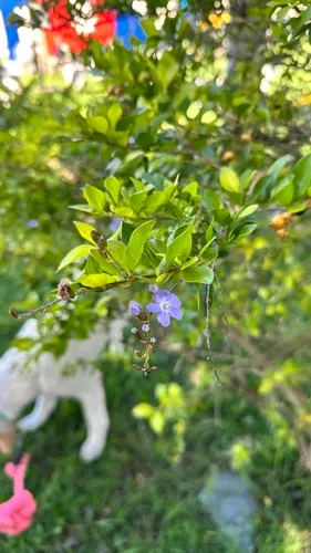 Golden Dewdrops