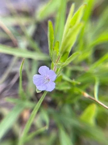 Pineland Snakeherb
