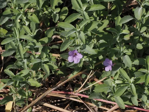 Wavyleaf Snakeherb
