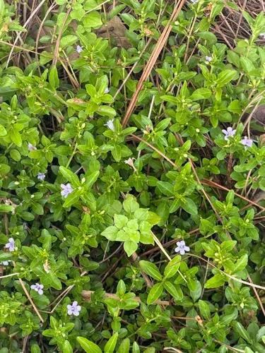 Swamp Snakeherb
