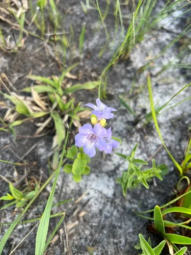Oblongleaf Snakeherb