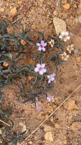 Schied's Snakeherb