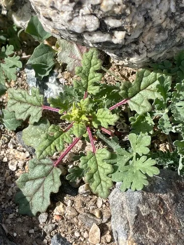 Jerusalem Oak Goosefoot — photo by Andrew Jacobs