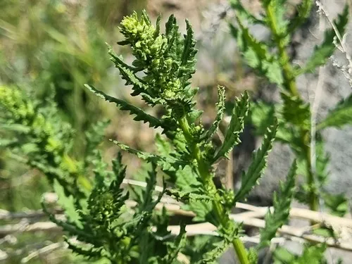 Chilean Wormseed