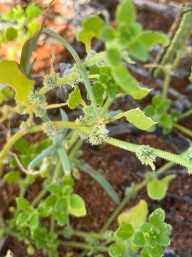 Crested Goosefoot