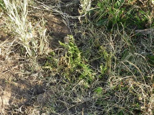 Cutleaf Goosefoot — photo by DANIEL OSCAR MOLINA