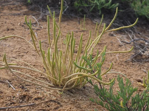 Dwarf-flower