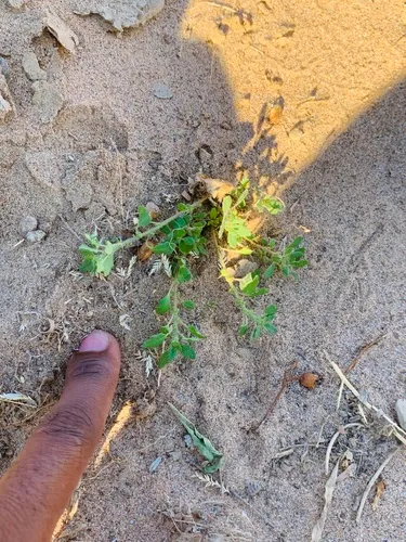 Clammy Goosefoot