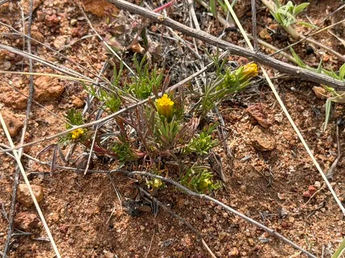 Fetid Marigold — photo by Ian McFaul