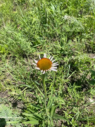 Narrowleaf Purple Coneflower
