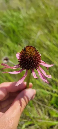 Topeka Purple Coneflower — photo by dirtbagbotany