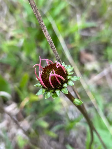 Smooth Purple Coneflower