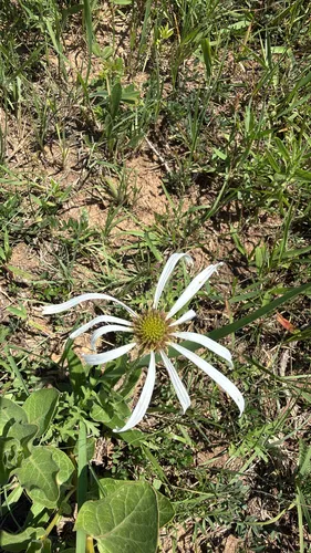 Pale Purple Coneflower