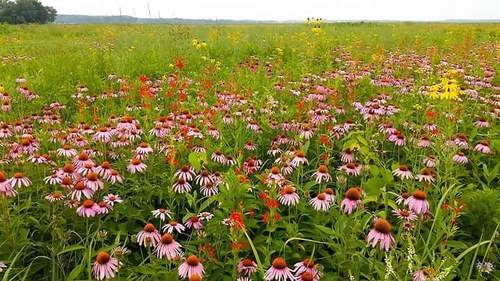 Purple Coneflower