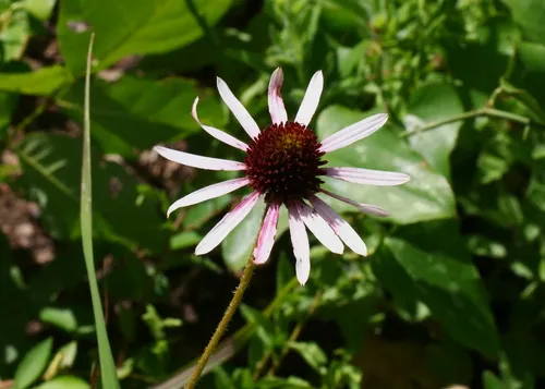 Sanguine Purple Coneflower