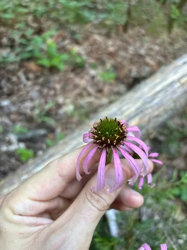 Wavyleaf Purple Coneflower — photo by Jack Looney