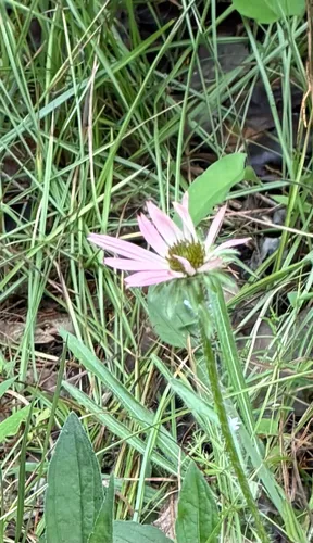 Tennessee Purple Coneflower