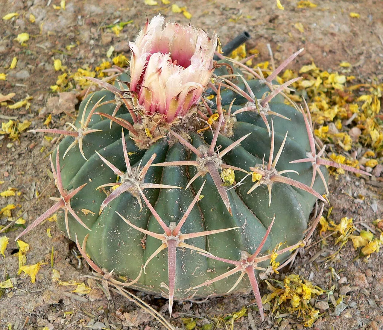 Horse Crippler