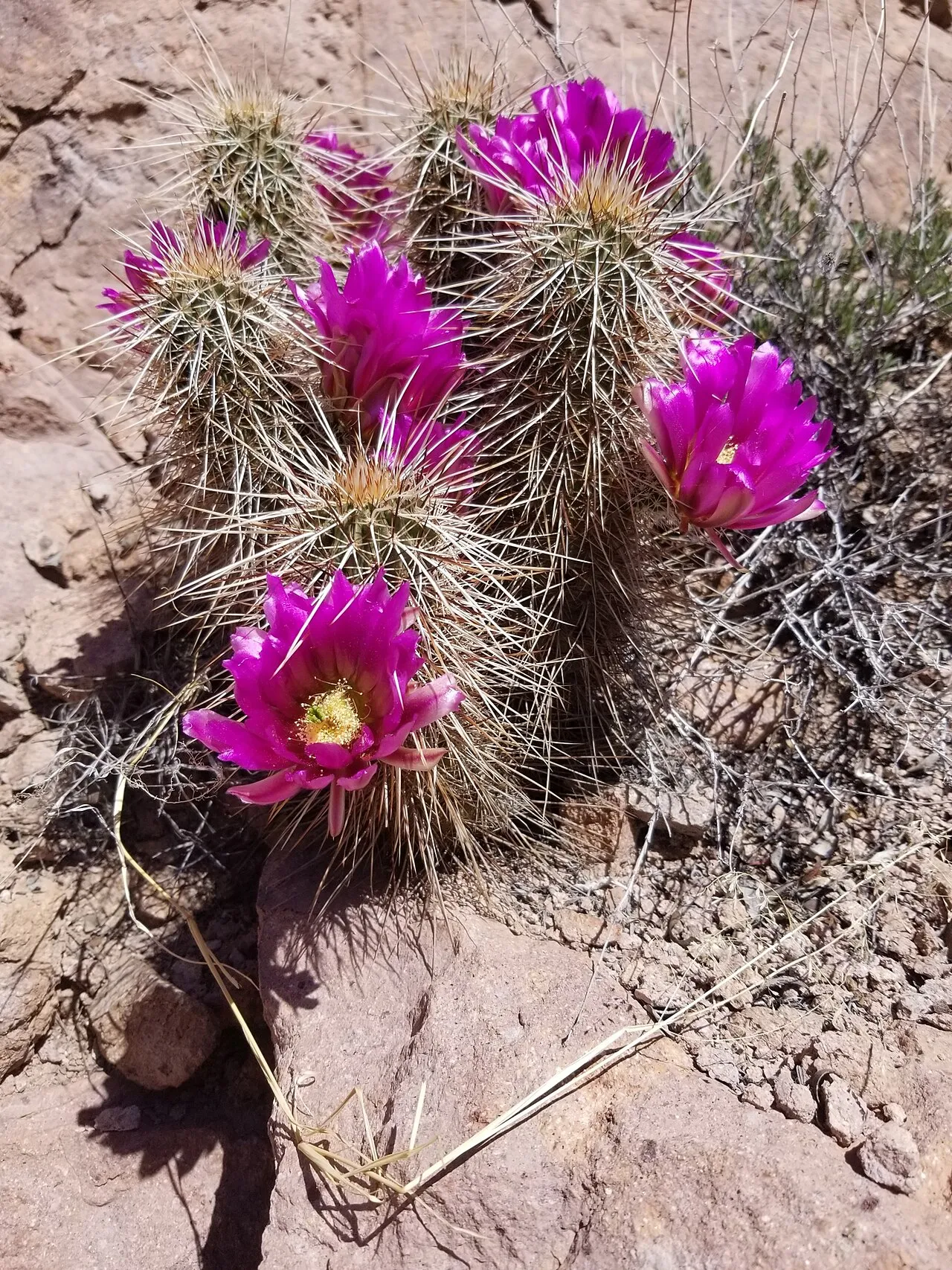 Apache Hedgehog Cactus