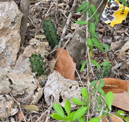 Berlandier's Hedgehog Cactus