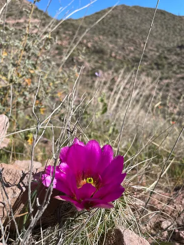 Pinkflower Hedgehog Cactus — photo by rangerdakota666