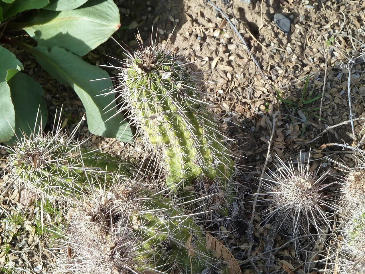 Boyce Thompson Hedgehog Cactus