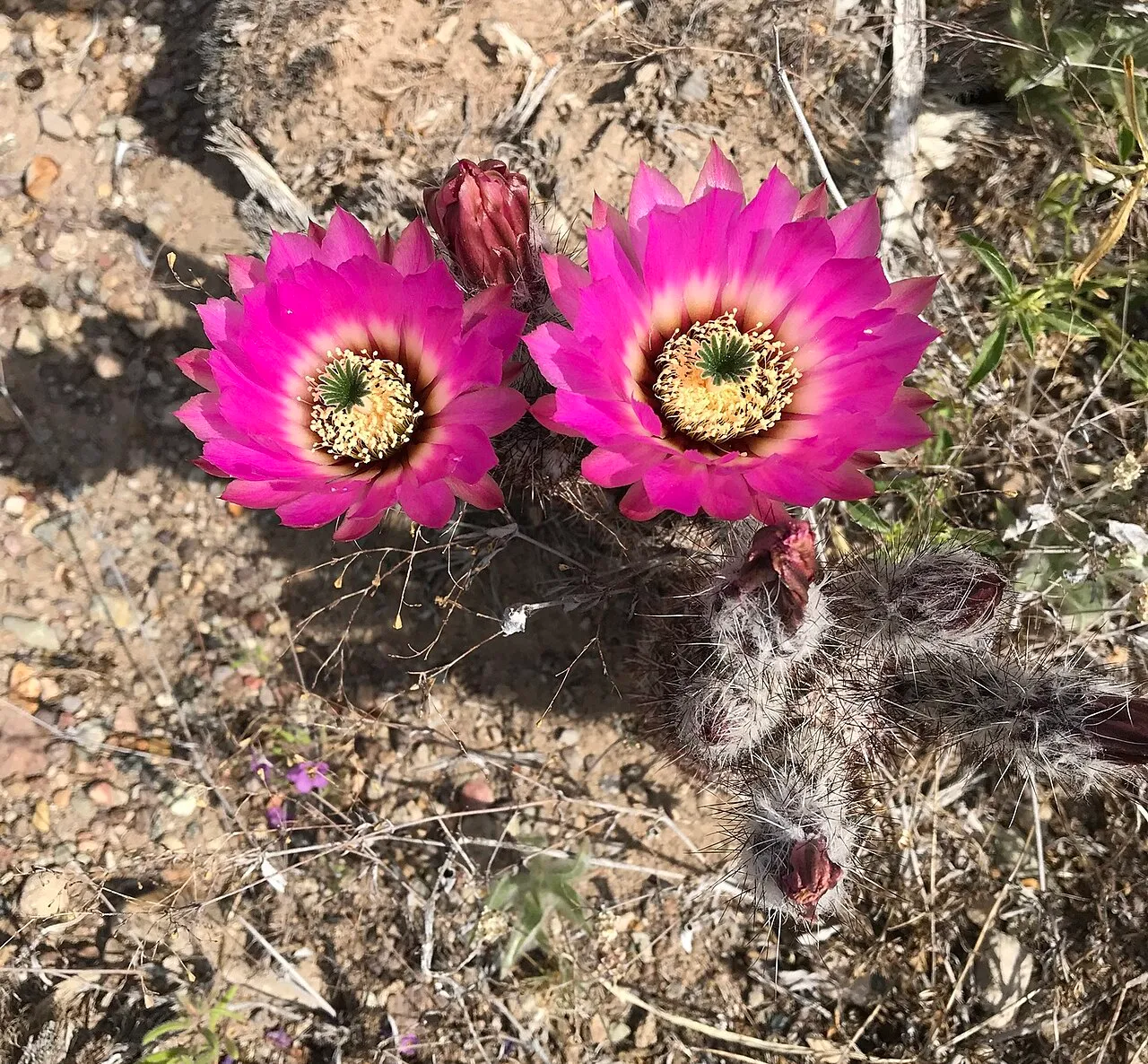 Chisos Mountain Hedgehog Cactus