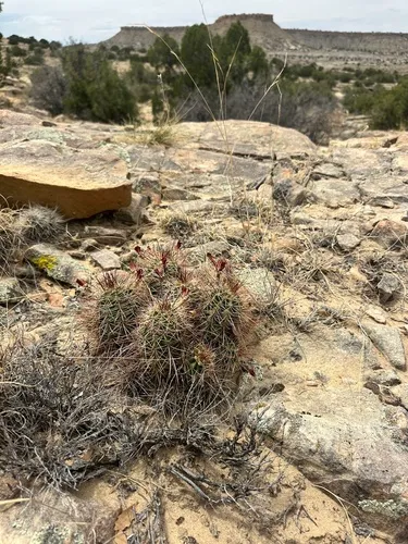 Scarlet Hedgehog Cactus (var. paucispinus) — photo by franmartin12