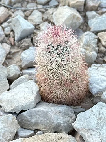 Spiny Hedgehog Cactus — photo by Rosario