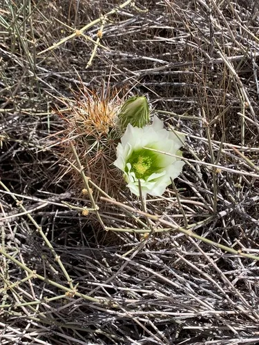 Engelmann's Hedgehog Cactus — photo by Annette Patton