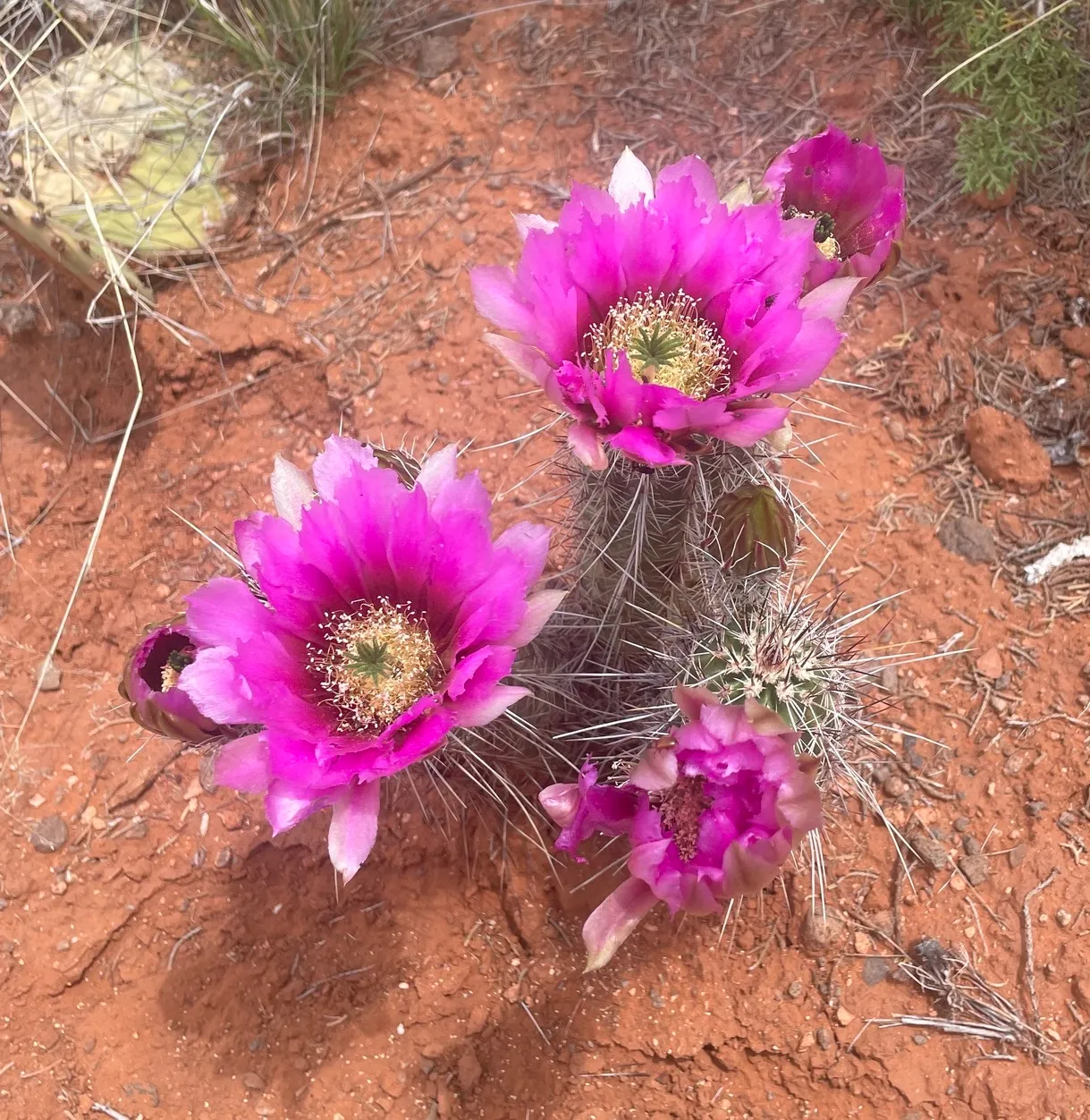 Pinkflower Hedgehog Cactus — photo by Michael Tidwell