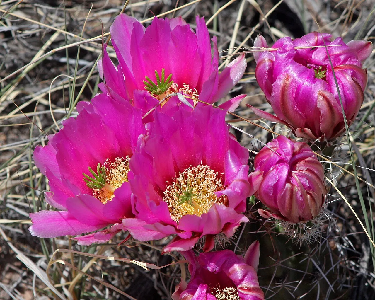Pinkflower Hedgehog Cactus (subsp. fendleri) — photo by Petrified Forest from Petrified Forest, USA