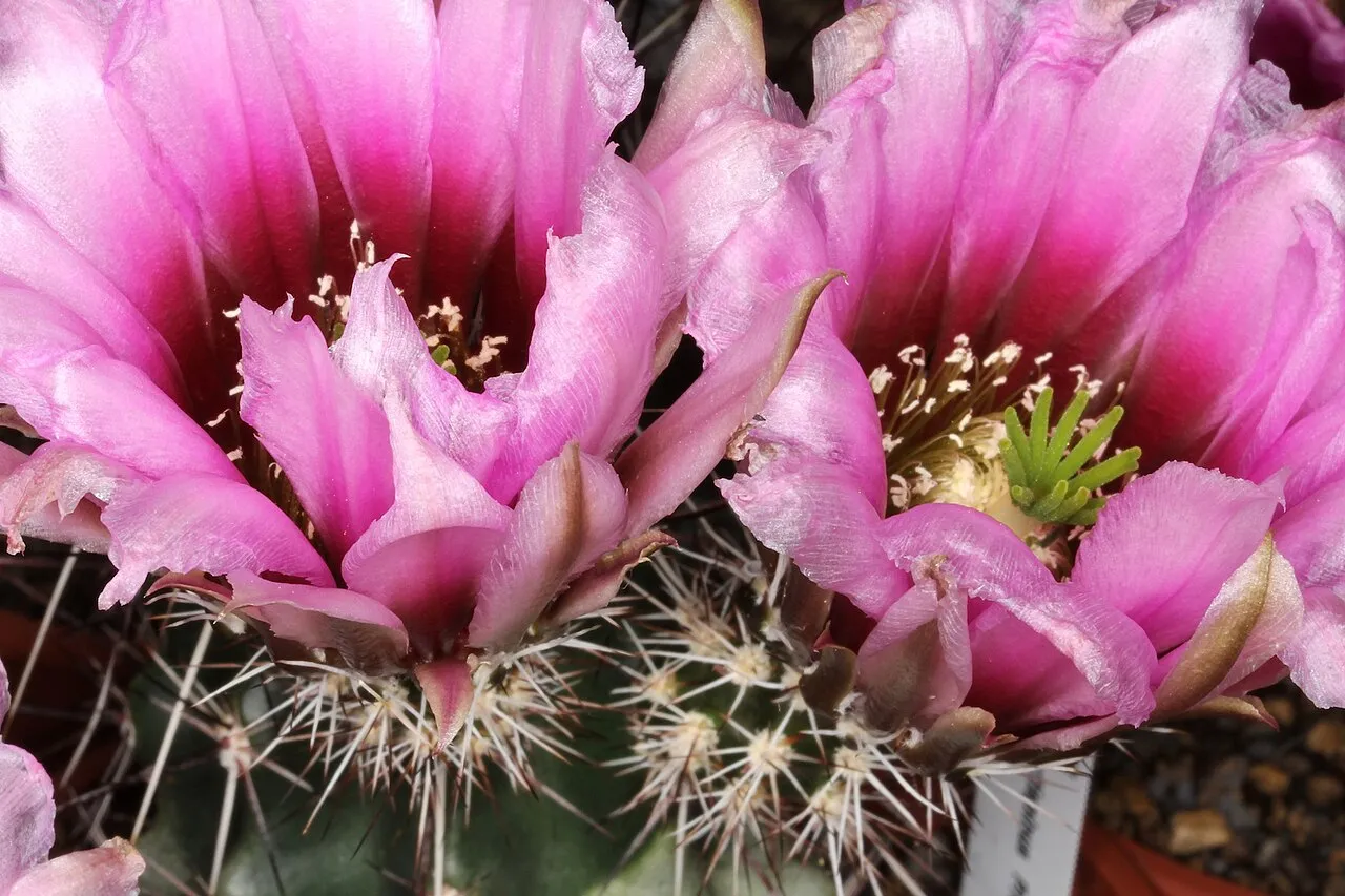 Pinkflower Hedgehog Cactus (subsp. rectispinus) — photo by Peter A. Mansfeld