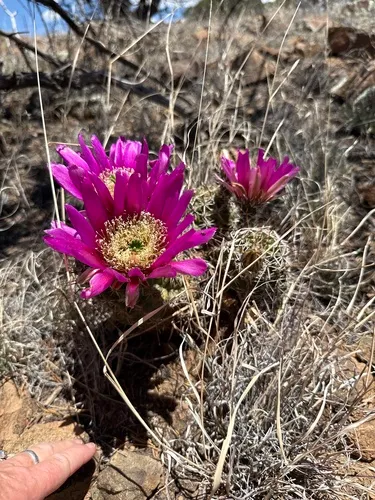 Pinkflower Hedgehog Cactus — photo by annie mull
