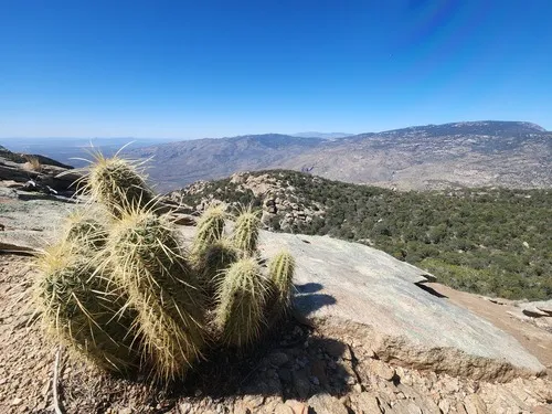 Leding's Hedgehog Cactus — photo by Dan Beckman