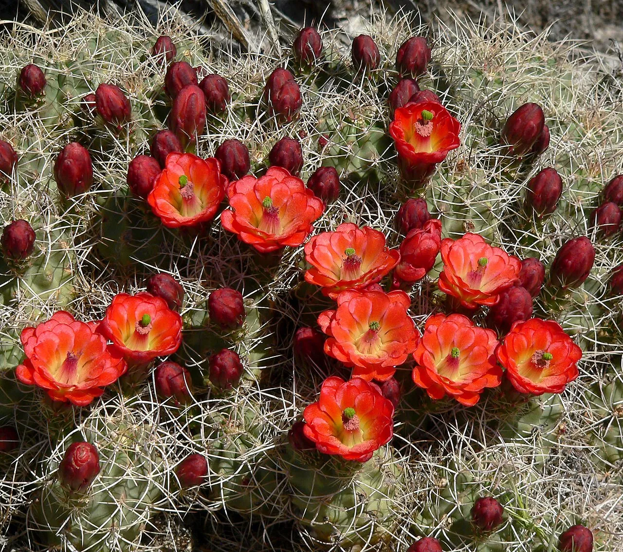 Mojave Kingcup Cactus — photo by Stan Shebs