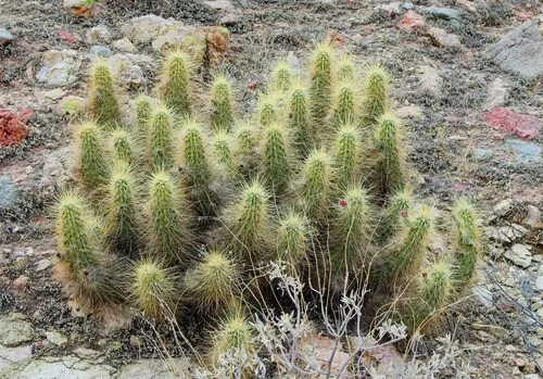 Nichol's Hedgehog Cactus — photo by Kurt Warmbier
