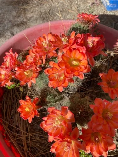 Mojave Mound Cactus — photo by Paúl E. Nava-Durán